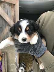 Australian Shepherd Puppy for sale in CANTON, OH, USA