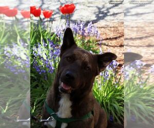 Trac - Male Staffordshire Bull Terrier-Unknown Mix Dog for Adoption - Photo #6
