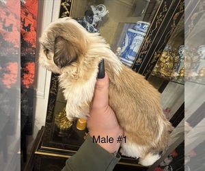 Medium Shih Tzu