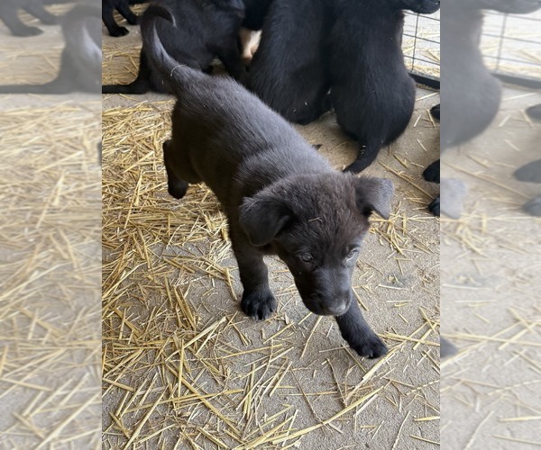 Medium Photo #3 Shepradors Puppy For Sale in HARPER, IA, USA