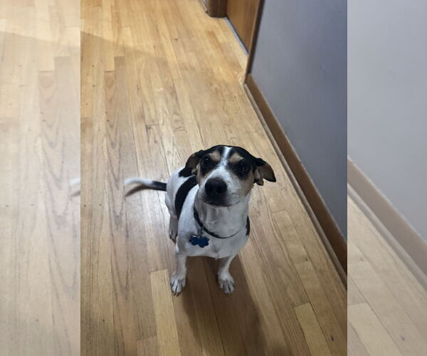 Medium Photo #5 Beagle-Unknown Mix Puppy For Sale in Plainfield, IL, USA