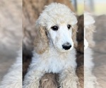Small Photo #8 Poodle (Standard) Puppy For Sale in PASO ROBLES, CA, USA