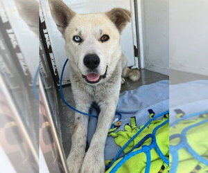 Gerberian Shepsky Dogs for adoption in Stockton, CA, USA
