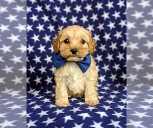Cocker Spaniel-Poodle (Miniature) Mix Puppy for sale in PEACH BOTTOM, PA, USA