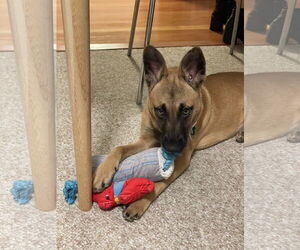 Missy - Female Mutt Dog for Adoption - Photo #5