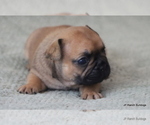 Small Photo #5 French Bulldog Puppy For Sale in WINNSBORO, TX, USA