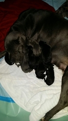 Cane Corso Puppy for sale in GAMBRILLS, MD, USA