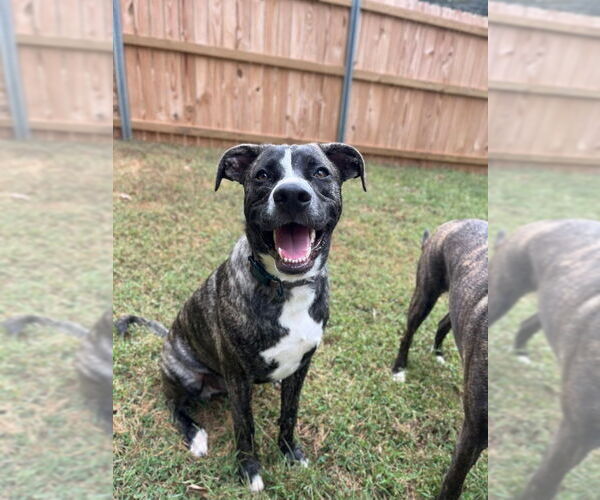 Medium Photo #25 American Staffordshire Terrier-German Shepherd Dog Mix Puppy For Sale in McDonough, GA, USA