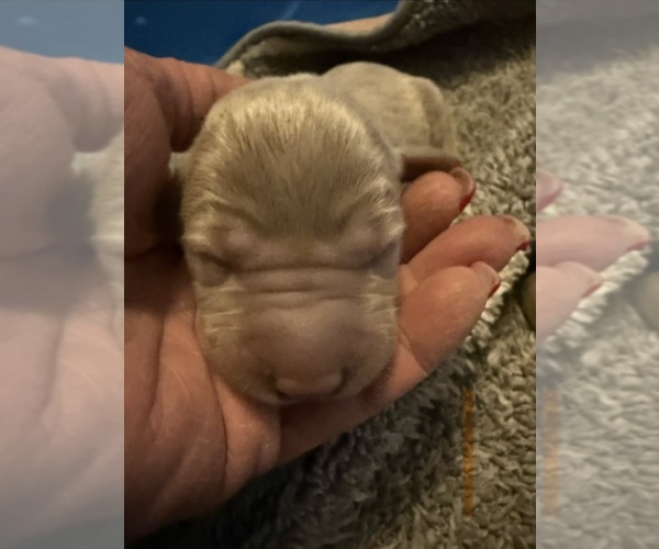 Medium Photo #1 Labrador Retriever Puppy For Sale in OSYKA, MS, USA