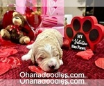 Small Photo #13 Goldendoodle (Miniature) Puppy For Sale in HALTOM CITY, TX, USA