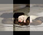 Small #8 French Bulldog