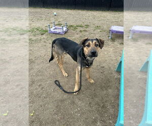 Jupiter - Male Rottweiler-Siberian Husky Mix Dog for Adoption - Photo #5