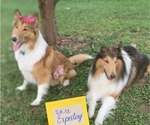 Small Photo #1 Collie Puppy For Sale in CHATTANOOGA, TN, USA