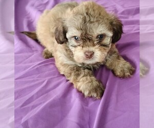 ShihPoo Puppy for sale in NORTH CHARLESTON, SC, USA