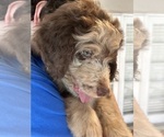 Small Photo #57 Aussiedoodle Puppy For Sale in LONGWOOD, FL, USA