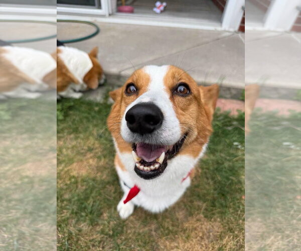 Medium Photo #4 Mutt Puppy For Sale in Denver , CO, USA