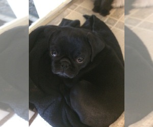 Pug Puppy for sale in ROME, NY, USA