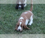 Small Photo #33 Basset Hound Puppy For Sale in MEMPHIS, MO, USA