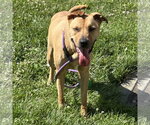 Small #2 Black Mouth Cur-Labrador Retriever Mix