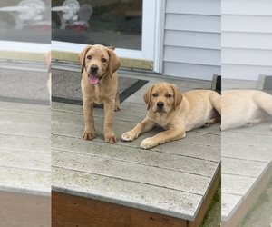 Labrador Retriever Puppy for sale in BLANCHARD, MI, USA