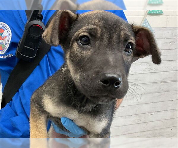 Medium Photo #1 German Shepherd Dog Puppy For Sale in San Bernardino, CA, USA