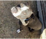 Small American Pit Bull Terrier