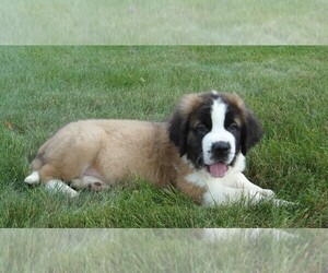 Saint Bernard Puppy for sale in FREDERICKSBG, OH, USA
