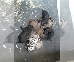 Goldendoodle Puppy for sale in APOPKA, FL, USA