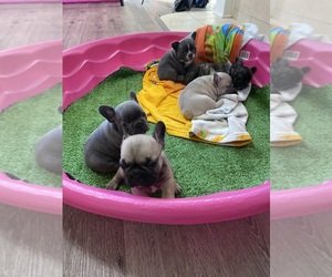 French Bulldog Puppy for sale in OAKLAND, TN, USA