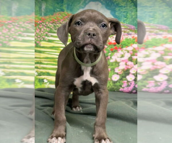 Medium Photo #1 American Staffordshire Terrier-Unknown Mix Puppy For Sale in Lakewood, CO, USA