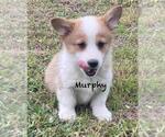 Small Photo #8 Pembroke Welsh Corgi Puppy For Sale in BEULAVILLE, NC, USA
