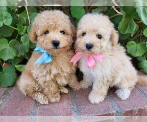 Maltese-Poodle (Toy) Mix Puppy for sale in TEMECULA, CA, USA