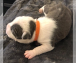 Small Photo #6 American Pit Bull Terrier Puppy For Sale in MOORESBURG, TN, USA