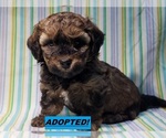 Puppy 3 Maltipoo-Poodle (Miniature) Mix