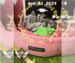 Small Photo #14 French Bulldog Puppy For Sale in ATHENS, GA, USA
