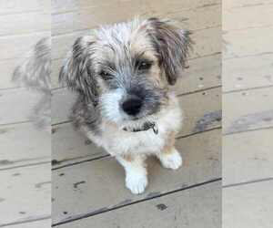 Cairn Terrier-Unknown Mix Dogs for adoption in San Diego, CA, USA