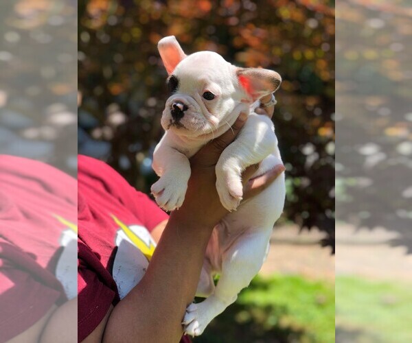 Medium Photo #15 French Bulldog Puppy For Sale in READING, PA, USA