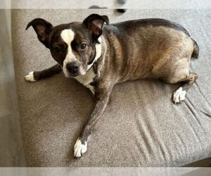 Australian Shepherd-French Bulldog Mix Dogs for adoption in Minneapolis, MN, USA