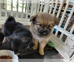 Puppy Big Sam Adams Yoranian