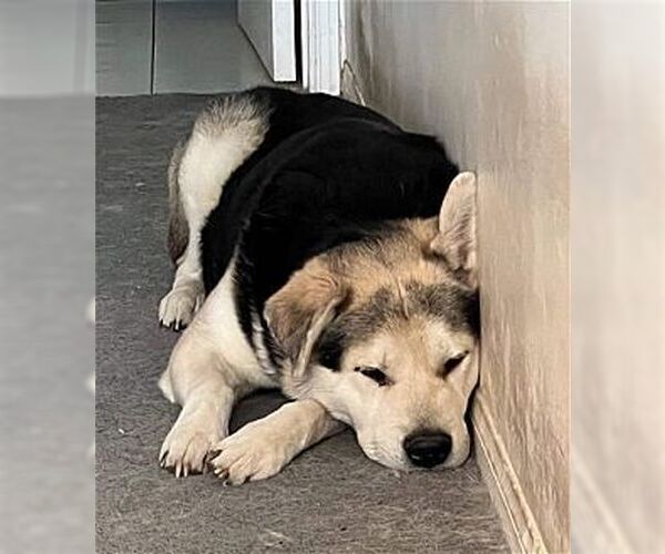 Medium Photo #4 Mutt Puppy For Sale in Dana Point, CA, USA