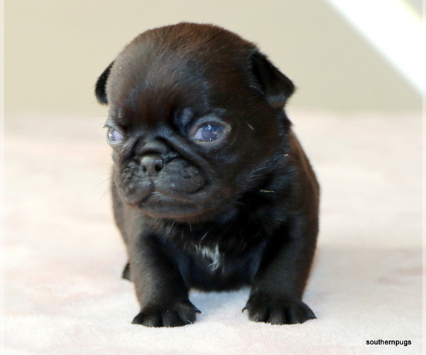 Medium Photo #7 Pug Puppy For Sale in WINNSBORO, TX, USA