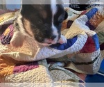 Small Photo #10 Pembroke Welsh Corgi Puppy For Sale in JACKSON, NJ, USA