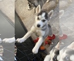 Small Photo #1 Siberian Husky Puppy For Sale in ALBION, IN, USA