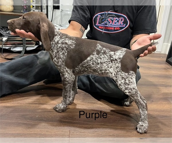 Medium Photo #10 German Shorthaired Pointer Puppy For Sale in RIVERSIDE, CA, USA