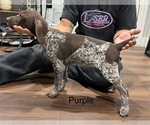 Small Photo #10 German Shorthaired Pointer Puppy For Sale in RIVERSIDE, CA, USA