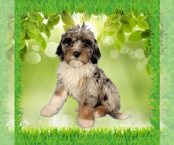 Medium Photo #16 Bernedoodle (Miniature) Puppy For Sale in BLACK FOREST, CO, USA