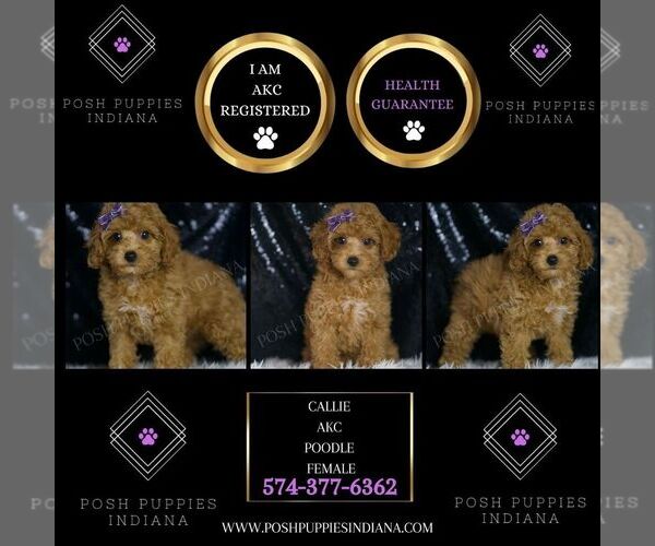 Medium Photo #5 Poodle (Toy) Puppy For Sale in WARSAW, IN, USA