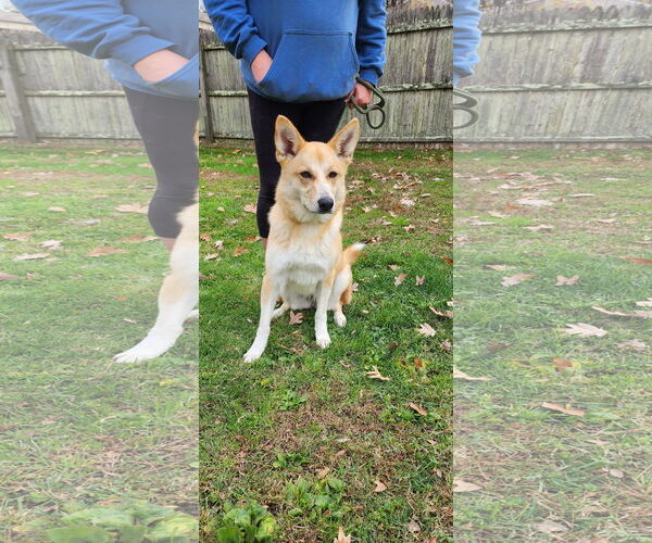 Medium Photo #5 Mutt Puppy For Sale in Morganville, NJ, USA