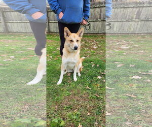 Stella - Female Mutt Dog for Adoption - Photo #5