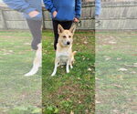 Small #4 Mutt